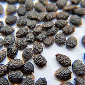 Made In Vietnam Top Notch Quality Competitive Price Selected Dried Passion Fruit <b>Seeds</b> <b>Packed</b> in 25kg Bag - Product Image 6