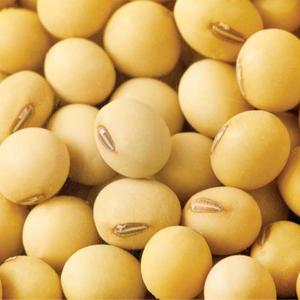High Quality Premium Organic Yellow <b>Soybean</b> Seeds Non-GMO and Natural Dried Now Available in Bulk Stock at Affordable Price - Product Image 4