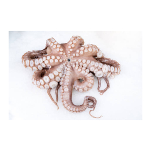 ปลาหมึกคุณภาพสูงสำหรับตลาดอาหารทะเลปลีกและร้านอาหาร - Product Image 1