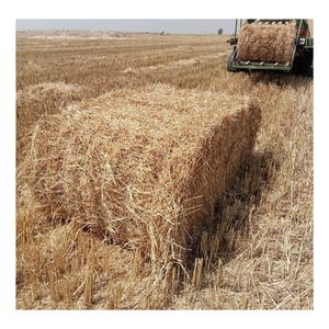 Compact Horse Cattle <b>Pig</b> Livestock Feed Easy Storage and Transport Wheat Straw - Product Image 4