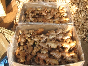 Vente chaude – Gingembre frais biologique en vrac de qualité supérieure, meilleur prix, qualité exceptionnelle, légumes frais en gros - Product Image 2