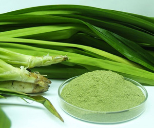 POLVO DE HOJA DE PANDA ORIGEN VIETNAM, TÉ HERBAL Y ESENCIA PARA HORNEAR - Product Image 1