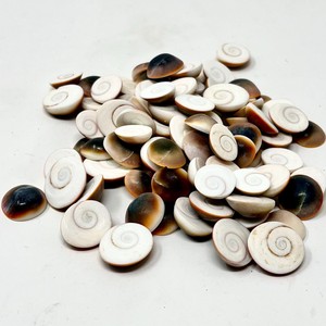Opécules naturels, opécules d'œil de Shiva, opécules d'œil de chat du Pacifique, vente en gros - Product Image 2