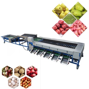 Machine de calibrage des tomates et des poivrons en acier inoxydable pour les emballageuses - Product Image 4