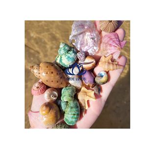 Artisanat décoratif en coquillages, très demandé |   Artisanat et ornements en coquillages naturels faits à la main - Product Image 1
