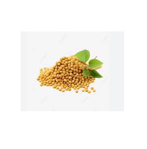 SHUBHALAXMII FOOD INDUSTRY Soja Fresca con Alto Contenido de Proteínas para Procesamiento de Alimentos y Uso en Piensos (Origen Maharashtra) - Product Image 5