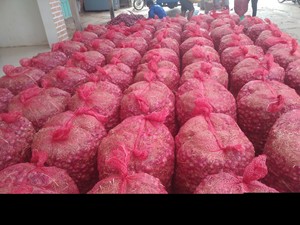 ต้นหอมแดงสดและสะอาดจากเวียดนาม - Product Image 3