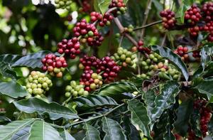 เมล็ดกาแฟโรบัสต้าพรีเมียม 100% คัดสรรคุณภาพสูง เกรด AA/AB บรรจุด้วยมือจากอินเดีย - Product Image 6
