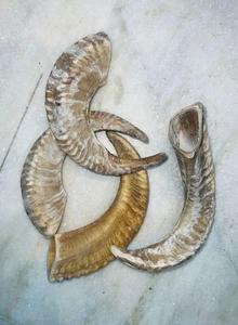 Shofar en corne de bélier biologique casher et écologique, FAIZA CRAFT, 10"-15", sculpté, poli, finition naturelle légère, sans parfum - Product Image 2