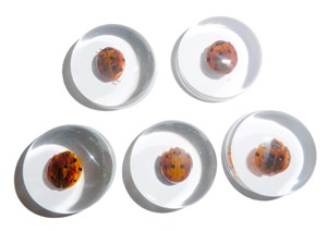 Cabochon en plastique rond de 25x25 mm avec spécimen réel de coccinelle, fond plat transparent, pour artisanat et fabrication de bijoux - Product Image 6