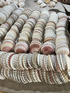 Hermosas Conchas Marinas Naturales Grandes (5-6 cm) 100% Aptas para Decoración Culinaria y Manualidades - Origen Vietnam Ba Ria-Vung Tau VIET D.E.L.T.A - Product Image 6