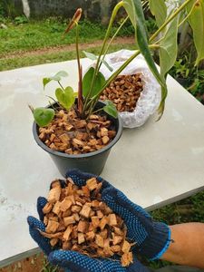Venta al por mayor de virutas de coco de bajo contenido en EC para el desarrollo de raíces y retención de humedad, hechas en Vietnam - Product Image 6