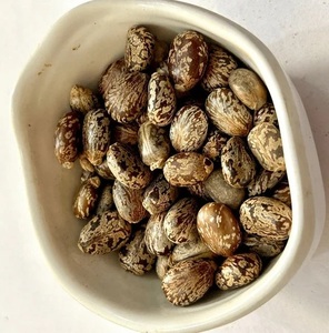 Semillas de Ricino Tradicionales - Product Image 2