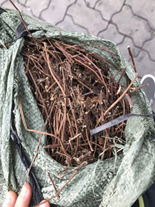 Factory Mesona Leaves Vietnam <b>Dried</b> Mesona Leaves <b>Grass</b> Jelly Leaves for Herbal Drink Jelly <b>Dried</b> Mesona Leaves <b>Grass</b> Jelly - Product Image 5