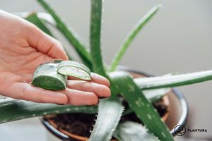 วุ้นว่านหางจระเข้ชั้นนำของเวียดนาม: ส่งออกจำนวนมากในราคาต่ำ - Product Image 2