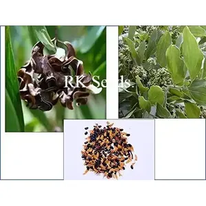 เมล็ดพันธุ์ไม้สักออสเตรเลีย RK Seeds เมล็ดพันธุ์ต้นอะคาเซีย แมงจิอุม เมล็ดพันธุ์ต้นแบล็ควอตเทิล ฮิคโครี่ วัตเทิล แมงจิอุม ไม้ป่าแมงโกว์ ท่อนไม้ธรรมชาติ - Product Image 3