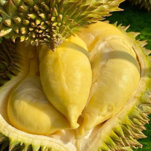 [Offre Spéciale] 100% Naturel de Haute Qualité Lyophilisé Ri6 Durian Snack Sans Sucre Ajouté Croustillant Vrai Fruit Pour Le Marché Mondial Ri 6 - Product Image 4