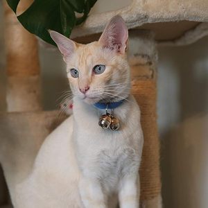 Cloche en cuivre sonore pour colliers de chiens et de chats – Cloche durable à son extra fort pour le suivi et la sécurité des animaux de compagnie - Product Image 3