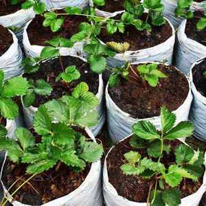 Turba de Coco 100% Orgánica para Jardinería, Sustrato de Cultivo Premium con Bajo Contenido de EC y pH para Plantas, Cultivo de Plantas en Vietnam - Product Image 3
