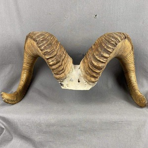 Shofar de Cuerno de Carnero Pulido de la Mejor Calidad, Forma Natural, Ecológico, Moderno, para Propósitos Religiosos, Kosher, Arte en Cuerno de Oveja - Product Image 1