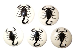 Scorpion noir, spécimen réel, cabochon en plastique rond 35x35 mm, fond plat blanc pour l'artisanat et la fabrication de bijoux - Product Image 4