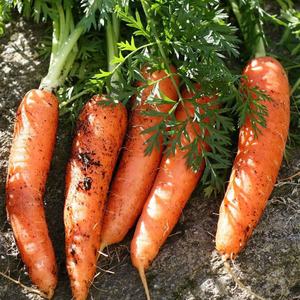 แครอทสดคุณภาพพรีเมียม/ ราคาขายส่งออร์แกนิกจากสหรัฐอเมริกา ฤดูกาลใหม่ บริการ OEM/ODM - Product Image 4