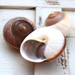 Concha de caracol marino en espiral, decorativa, natural, para acuario, conchas marinas para manualidades. - Product Image 1