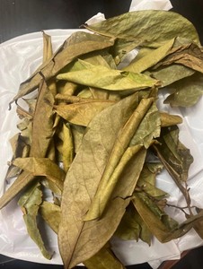 Dried Soursop Leaves Black <b>Tea</b> Organic Non-Sugar Grade a Vacuum Packaging Bulk Export Vietnam Soursop Leaves <b>Tea</b> - Product Image 5