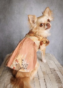 Vestido de Perro de Seda Premium de una Pieza, Kikuyose-Tanzaku, Artesanía Tradicional de Alta Gama con Elegantes Mangas Abullonadas, Talla (S) - Product Image 4