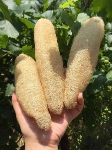 Natural Loofah Sponge Vietnam Dried Plant Fiber for Bath <b>Scrubbing</b> <b>Back</b> Washing Dishwashing Kitchen Cleaning and Home Care - Product Image 2