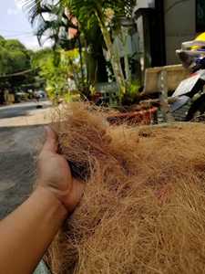 Fibra de Coco de Vietnam a Granel, Fibra de Cáscara Marrón para Construcción y Material Industrial - Sra. Tarina - Product Image 5