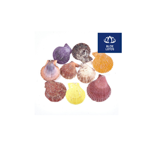 OFERTA LIMITADA Conchas Marinas Ecológicas, Seguras y Limpias, Ideales para Decoración de Eventos y Fabricación de Velas - Product Image 1