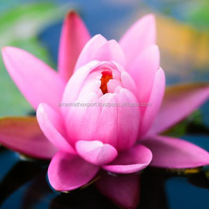 ดอกบัวอินเดียแบบดั้งเดิมบรรจุภัณฑ์แก้วบริสุทธิ์ - Product Image 6