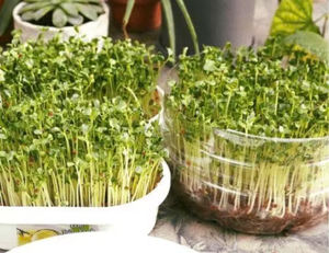 แผ่นเพาะชำใยมะพร้าวธรรมชาติ 100% Eco2go เวียดนาม สำหรับต้นกล้าและไมโครกรีน - แผ่นรองปลูกสำหรับฟาร์มและสวนที่ย่อยสลายได้ทางชีวภาพแบบทันสมัย - Product Image 5