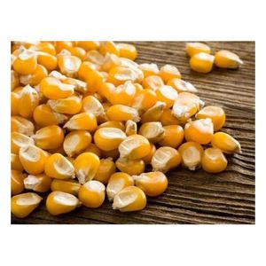 Maíz Amarillo Premium para Alimentación Animal, Grado Alimenticio de Alta Energía, para Aves de Corral, Ganado Vacuno, Venta al por Mayor, Suministro a Granel, Exportación, Fabricante - Product Image 4
