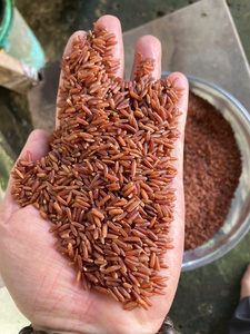 Arroz Rojo Saludable de Nueva Cosecha del Mekong del Sur, 5% de Granos Partidos, Estilo Basmati, Textura Suave, Calidad de Exportación, Bajo Precio, para Cocinar, 24 - Product Image 1