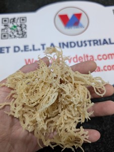 High Quality Seamoss Bulk 2026 Cheap Price Vietnam Export Supplier - Product Image 2