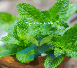 Suministro Directo de Fábrica HGO de Extracto Puro de Menta Natural de Grado Alimenticio, Especificación 10:1 - Product Image 3