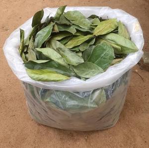 Feuilles séchées d'Annona Muricata (Annona muricata) – Ingrédients pour thé en vrac, conditionnement en sachet refermable, approvisionnement naturel pour l'exportation - Product Image 1