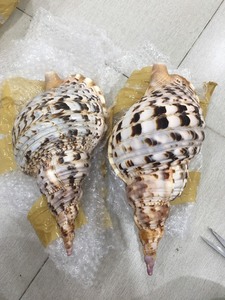 [FOURNISSEUR PRINCIPAL] Cabochon plat en coquille de Paua naturelle |   Coquille d'ormeau irisée polie, écologique et faite à la main pour la création de bagues DIY - Product Image 5
