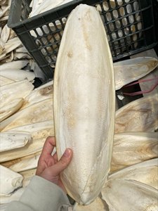 Os de seiche naturel 100% pur au meilleur prix du Vietnam - Product Image 6