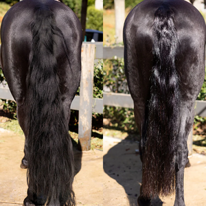 Pelo de Caballo Natural Genuino en Colores Blanco/Negro/Marrón/Gris, Apto para Fabricación de Arcos y Tejido Artesanal - Product Image 6