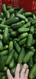 [VENTE CHAUDE] |   Concombres marinés, fraîchement cueillis, pour la vente au détail en supermarchés et les services de restauration, en provenance du Vietnam. - Product Image 3