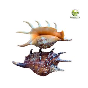 เปลือกหอยแมงมุมเวียดนามสุดแปลกตา สำหรับตกแต่งบ้านสไตล์ชายทะเลสุดหรู และสะสมในตู้ปลา - Product Image 5