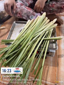 Citronnelle fraîche et piquante à tige longue, aromatique, en vrac pour la transformation alimentaire et la vente en gros - Product Image 3
