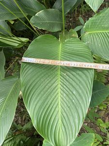 MEILLEUR PRIX VIETNAM FEUILLES DE DONG SÉCHÉES/FRAIS-BELLES FEUILLES POUR LES VACANCES DE TET-PRÊT À EXPORTER - Product Image 2