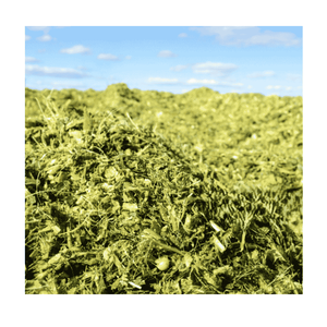 Aliment pour animaux destiné à l'ensilage humide de maïs de qualité exportée à vendre au tarif de gros - Product Image 4