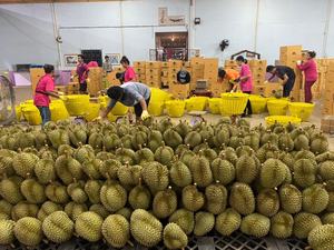 Vente chaude de fruits frais Durian fabriqués au Vietnam de haute qualité prêts à exporter WA84786436556 - Product Image 4