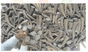 Cuerno de vaca de búfalo orgánico pulido Natural crudo en blanco Punta de estilo Animal Longitud personalizable (65-135cm) Arte coleccionable Uso a granel - Product Image 2