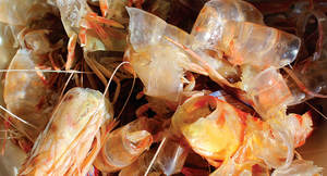 La mejor opción para alimentación animal con alto contenido proteico | Polvo de cáscara de camarón/cáscara de camarón seca - Product Image 5